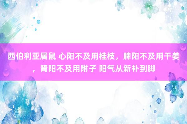 西伯利亚属鼠 心阳不及用桂枝，脾阳不及用干姜，肾阳不及用附子 阳气从新补到脚